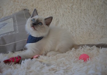 mâle blue point-mitted - Chatterie Ragdolls du Val de Beauvoir